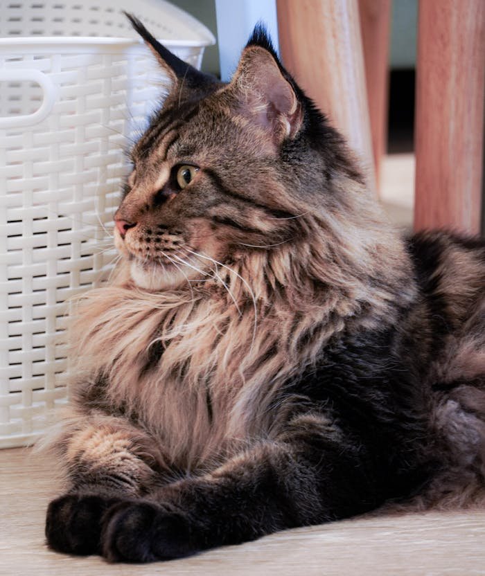 Close-up of a majestic Maine Coon cat lounging indoors, showcasing its thick fur and attentive gaze.