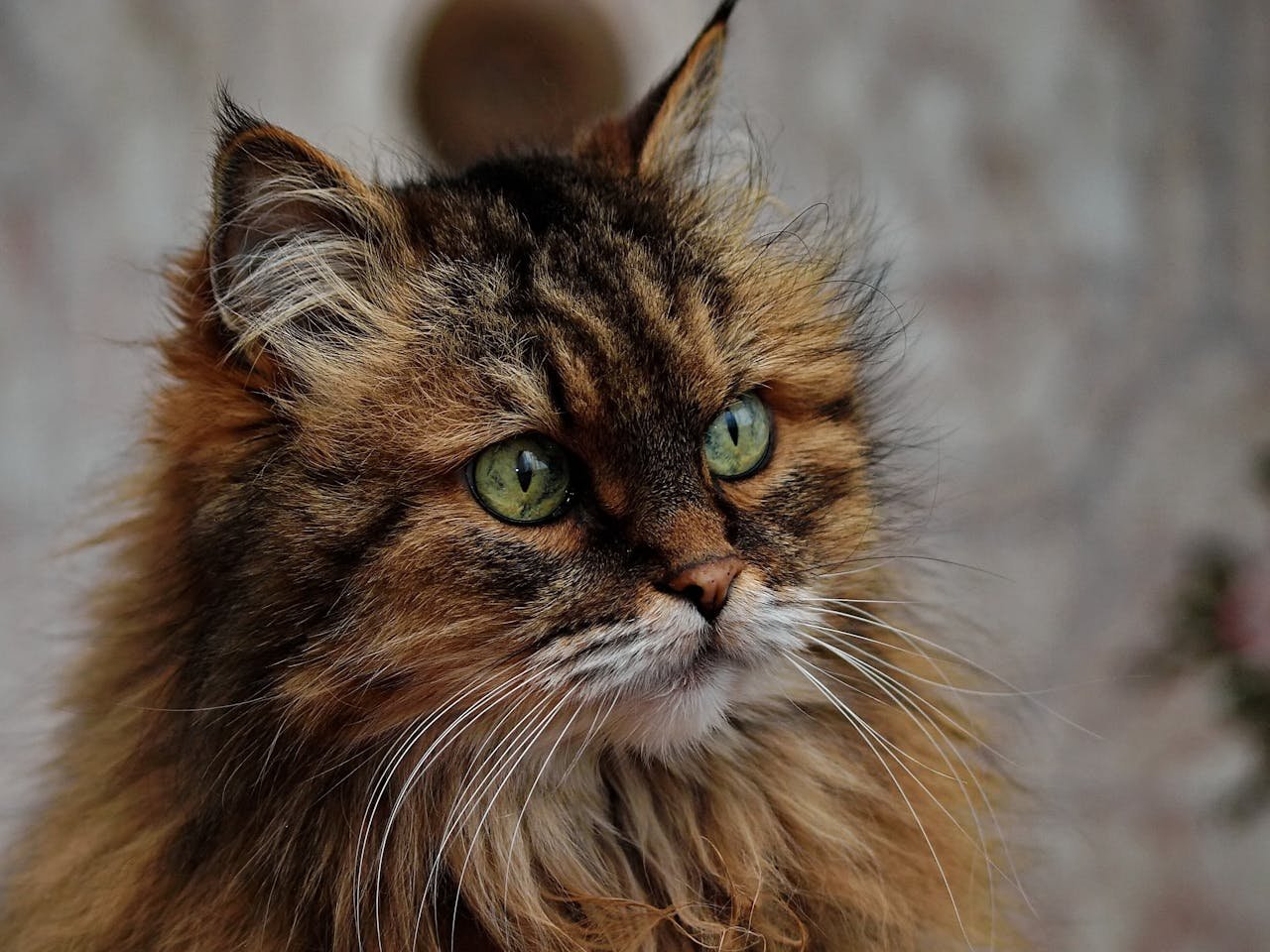 Stunning close-up of a Maine Coon cat with striking green eyes and fluffy fur.