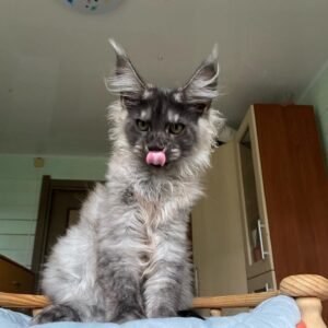leo
