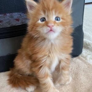 nala