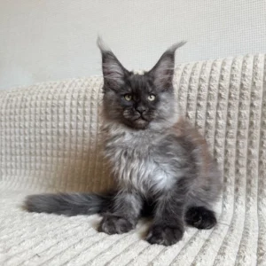 loki