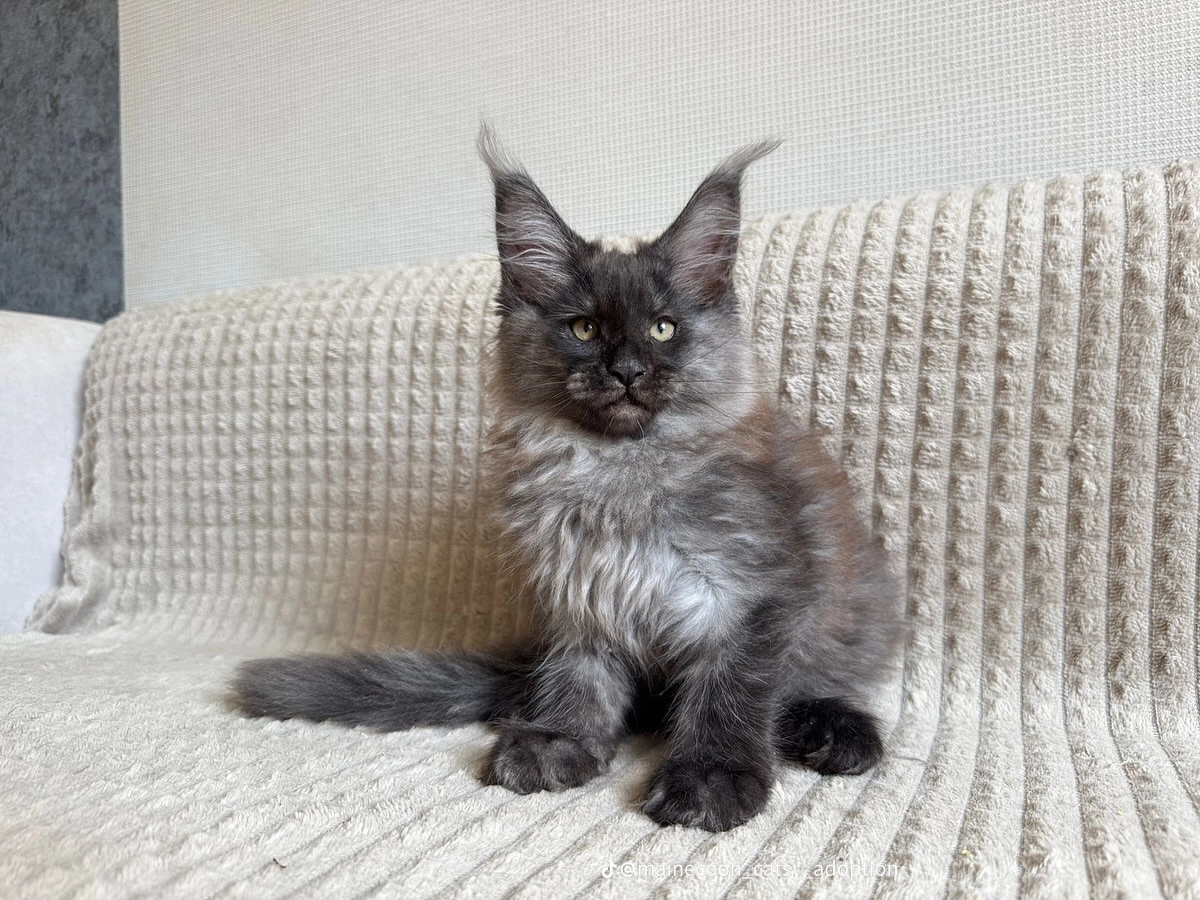 loki loki